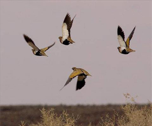   مصر اليوم - حماية الطبيعة تفتتح موسم صيد الفر من الجمعة المقبل